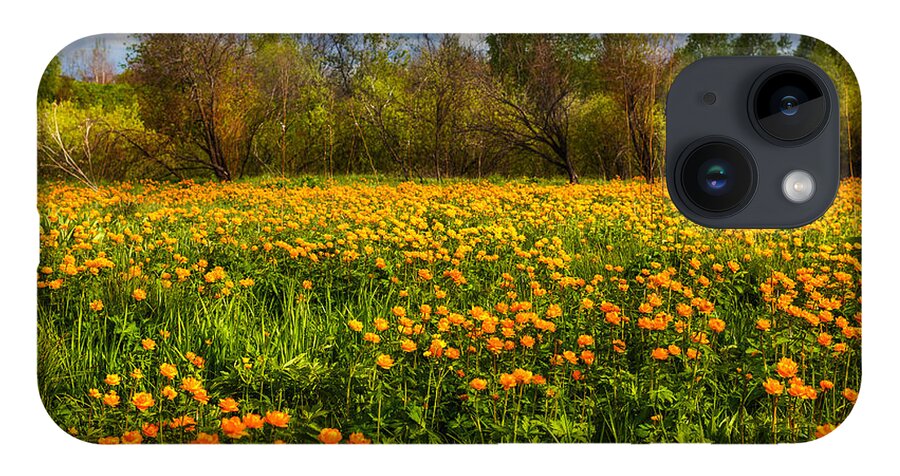 Buttercup iPhone 14 Case featuring the photograph Sunny Buttercups Field. Altai by Victor Kovchin