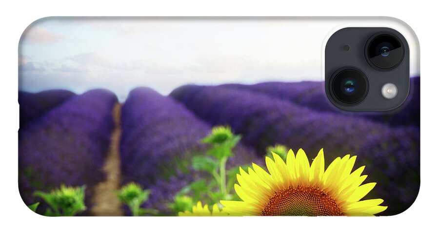 Lavender iPhone 14 Case featuring the photograph Sunrise over Sunflower and Lavender Field by Anastasy Yarmolovich