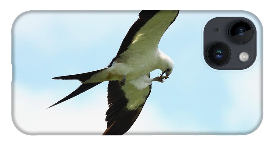 Swallow-tailed Kite iPhone 14 Case featuring the photograph Swallow-tailed Kite eating by Barbara Bowen