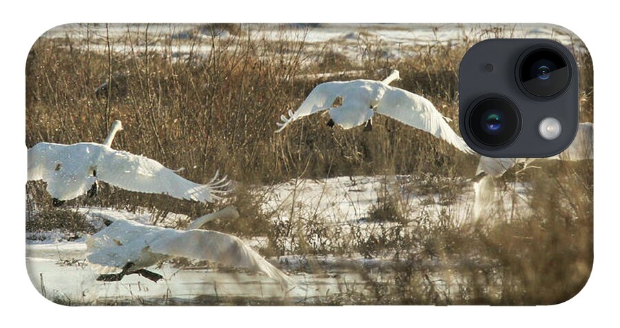 Trumpeter Swans iPhone Case featuring the photograph Take Off by Holly Ross