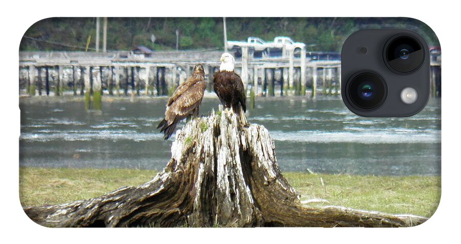 Eagles Pier Water Inlet Grass Estuary Cars Trees Forest Scenery Landscape Bird Adult Juvenile Spring Stump Pole Waves Green Brown Orange Yellow Blue Grey White Proud iPhone 14 Case featuring the photograph Teacher by Ida Eriksen