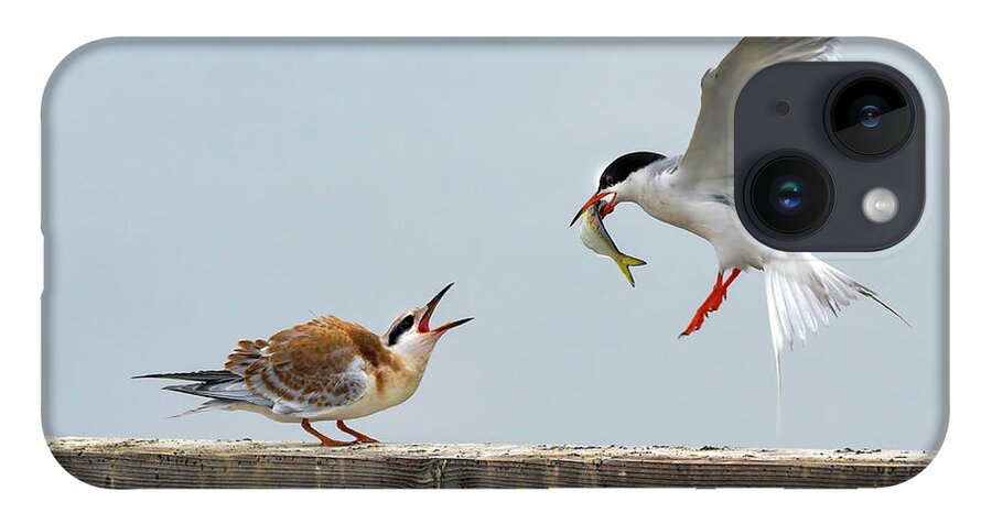 Tern iPhone 14 Case featuring the photograph Tern feeding Juvenile by Sam Rino