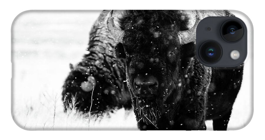Buffalo iPhone Case featuring the photograph The Cold Brotherhood by Jim Garrison