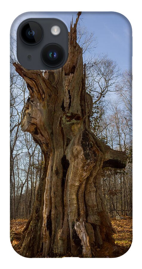 Connecticut iPhone 14 Case featuring the photograph The Ledyard Oak by Kirkodd Photography Of New England