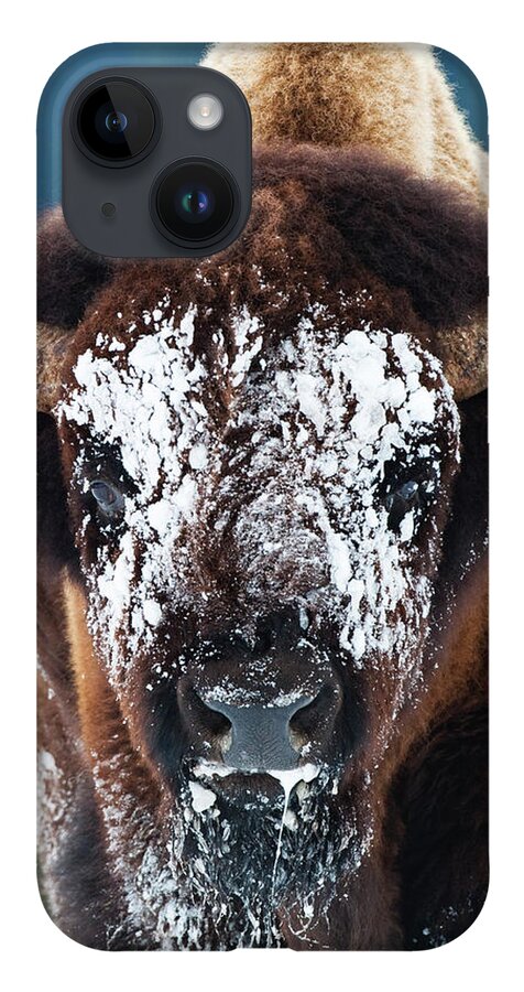 Wild Bison iPhone 14 Case featuring the photograph The Masked Bison by Mark Miller
