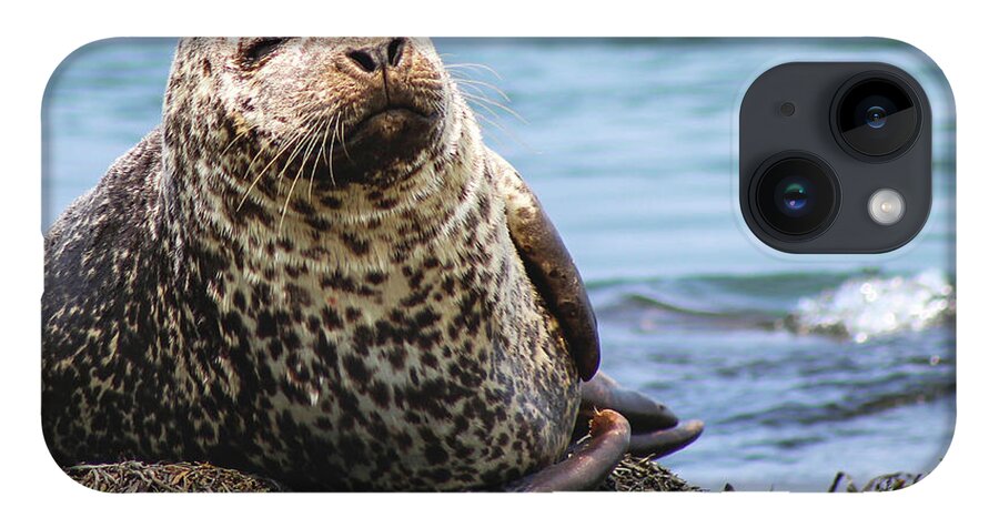 Seal iPhone 14 Case featuring the photograph The Most Interesting Seal by Holly Ross