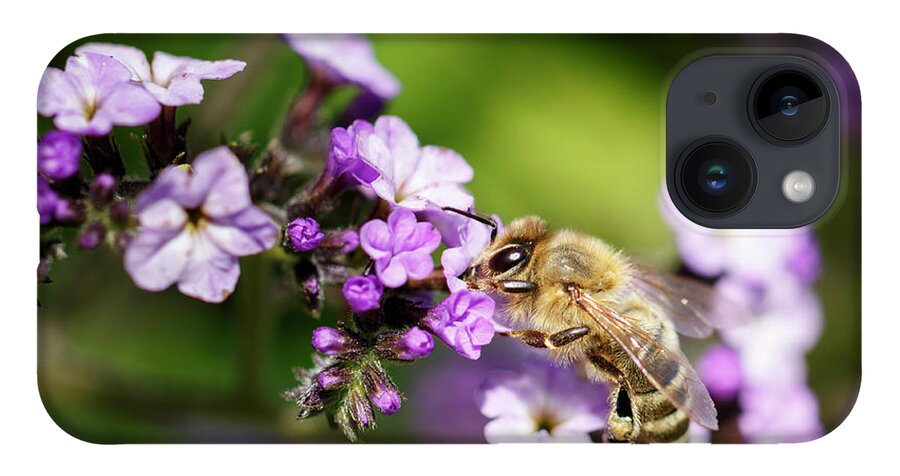Bee iPhone Case featuring the photograph The Pollinator by Rick Deacon