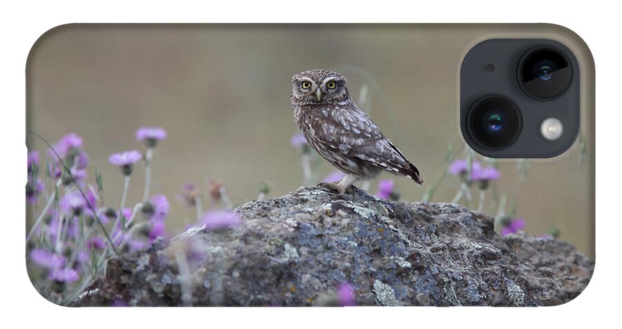 Little Owl iPhone 14 Case featuring the photograph The watcher watched by Tony Mills