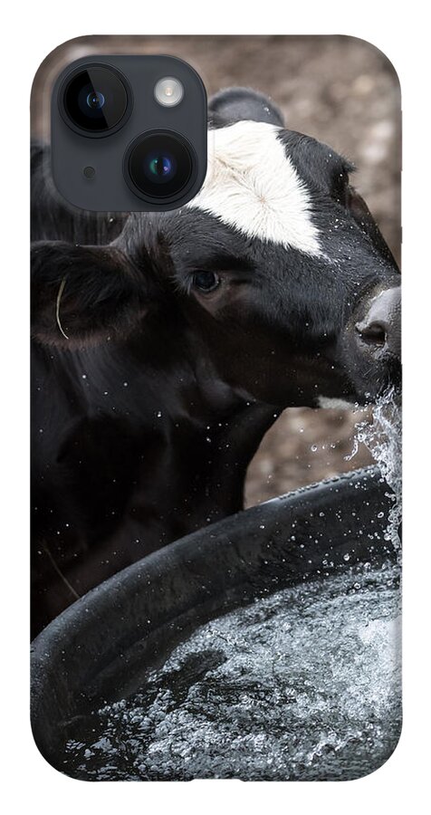 Cow iPhone Case featuring the photograph Thirsty Cow by Holden The Moment