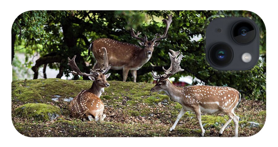 Three Fallow Deer Bucks iPhone 14 Case featuring the photograph Three Bucks by Torbjorn Swenelius