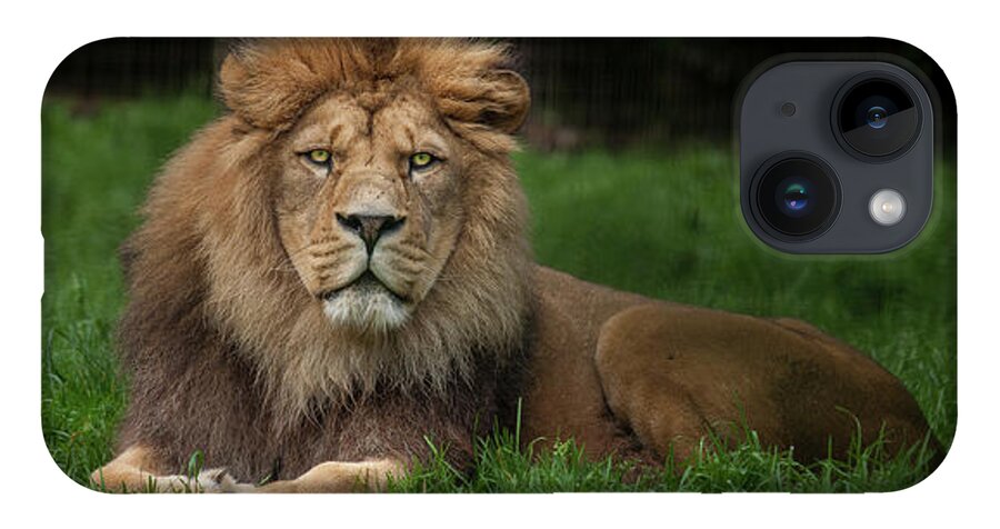 Lion iPhone 14 Case featuring the photograph Three Lions by Nigel R Bell