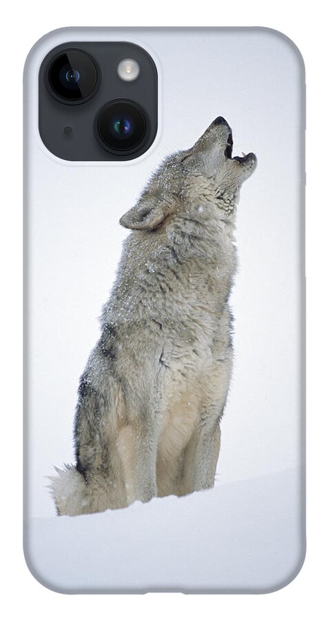 00174271 iPhone 14 Case featuring the photograph Timber Wolf Portrait Howling In Snow by Tim Fitzharris