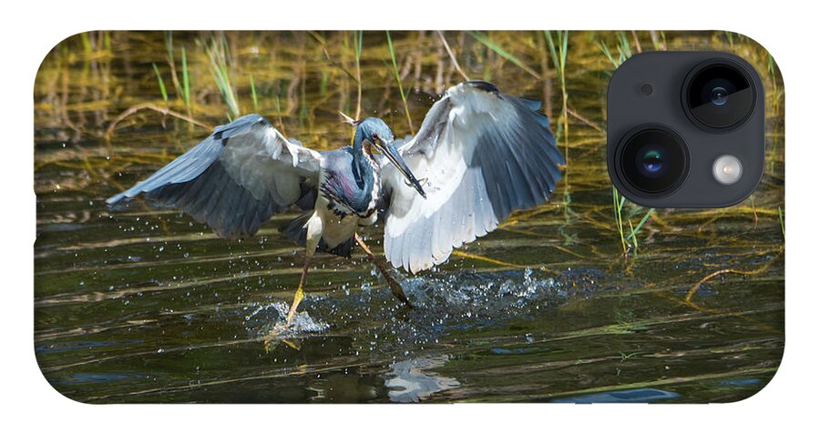 Tri-colored Heron iPhone 14 Case featuring the photograph Tricolored Heron Dinner and Dancing by Artful Imagery