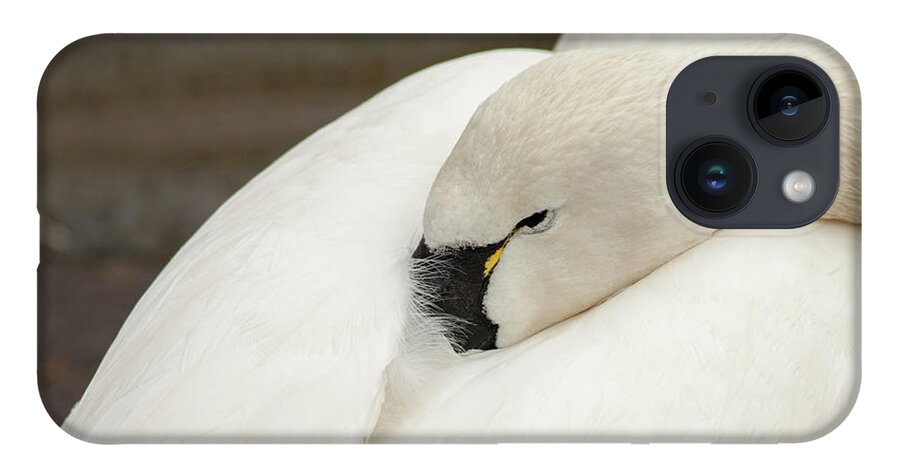 Bird iPhone 14 Case featuring the photograph Tucked In by Phil Spitze