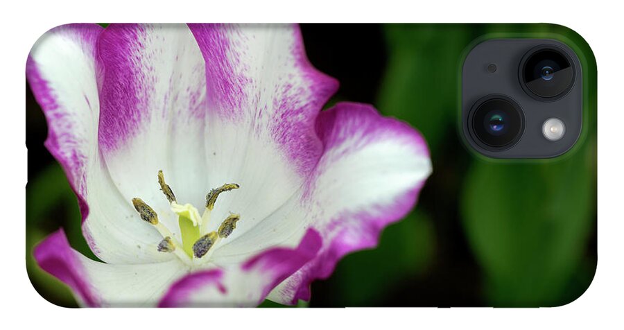 Flower iPhone 14 Case featuring the photograph Tulip flower by Pradeep Raja Prints