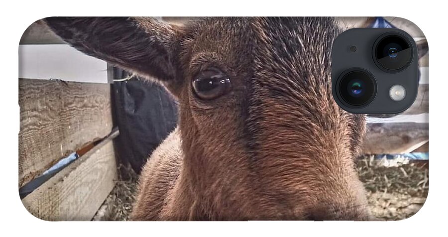 Goat iPhone 14 Case featuring the photograph Tuned In by Dani McEvoy