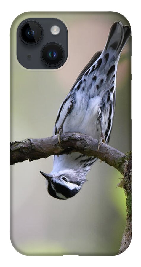 Bird iPhone 14 Case featuring the photograph Upside Down and Looking at You by Artful Imagery