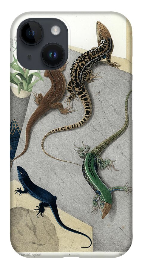 Podarcis Muralis iPhone 14 Case featuring the drawing Varieties of wall Lizard by Jacques von Bedriaga