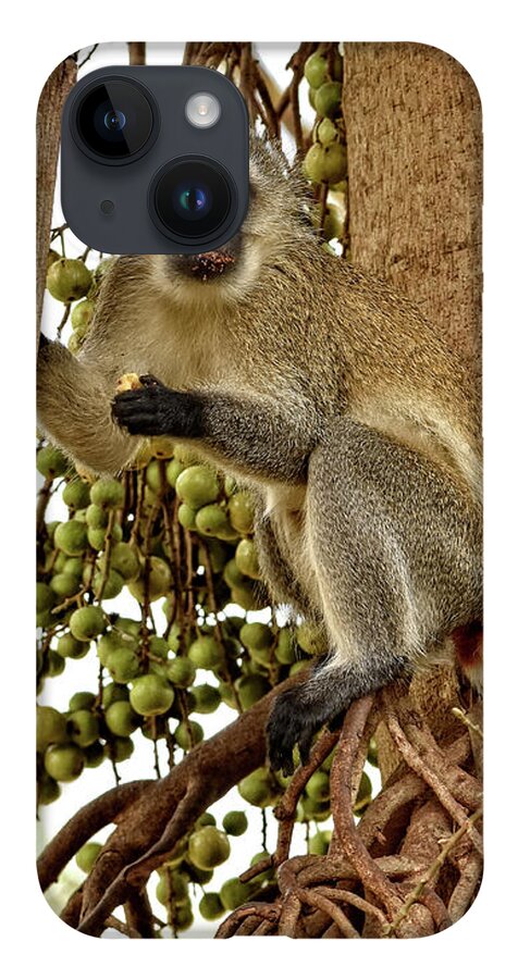 Africa iPhone Case featuring the photograph Vervet Monkey by Mitchell R Grosky