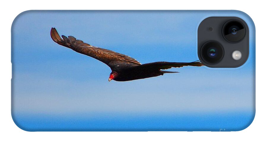 Wild Birds iPhone 14 Case featuring the photograph Vulture by Dani McEvoy