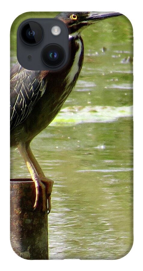 Green Heron iPhone 14 Case featuring the photograph Waiting by Azthet Photography