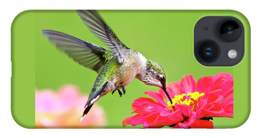 Hummingbird iPhone 14 Case featuring the photograph Waiting in the Wings Hummingbird Square by Christina Rollo