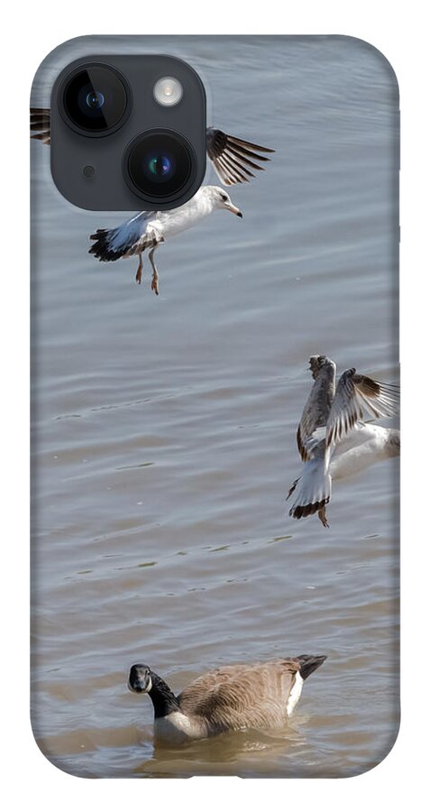 Gull iPhone Case featuring the photograph Watch Out Below by Holden The Moment