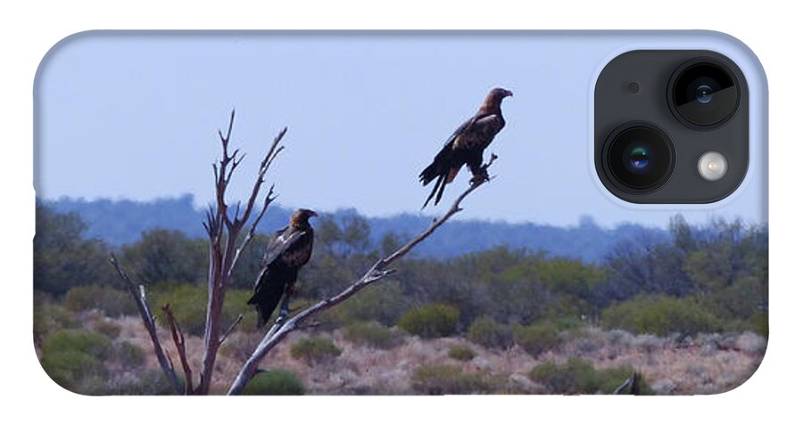 Wedge-tailed Eagles iPhone 14 Case featuring the photograph Wedge-tailed Eagles - Australia by Phil Banks