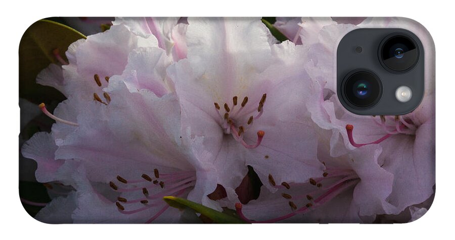 Bellingham iPhone 14 Case featuring the photograph Weigela Blossom by Judy Wright Lott