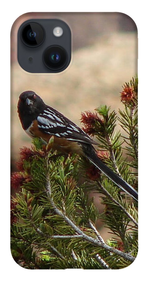 Bird iPhone 14 Case featuring the photograph Western Spotted Towhee by Carl Moore