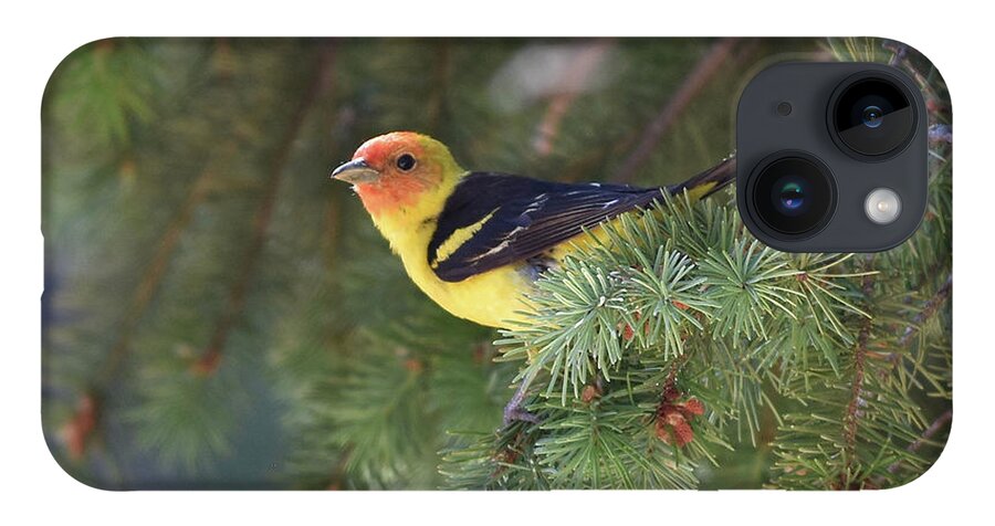  iPhone 14 Case featuring the photograph Western Tanager by Ben Foster