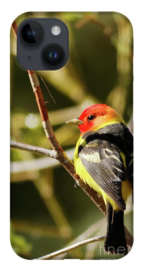 Western Tanager iPhone 14 Case featuring the photograph Western Tanager in the Rocky Mountains of Colorado by Natural Focal Point Photography