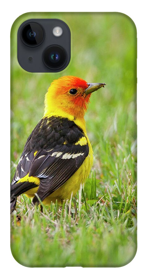 Mark Miller Photos iPhone 14 Case featuring the photograph Western Tanager by Mark Miller