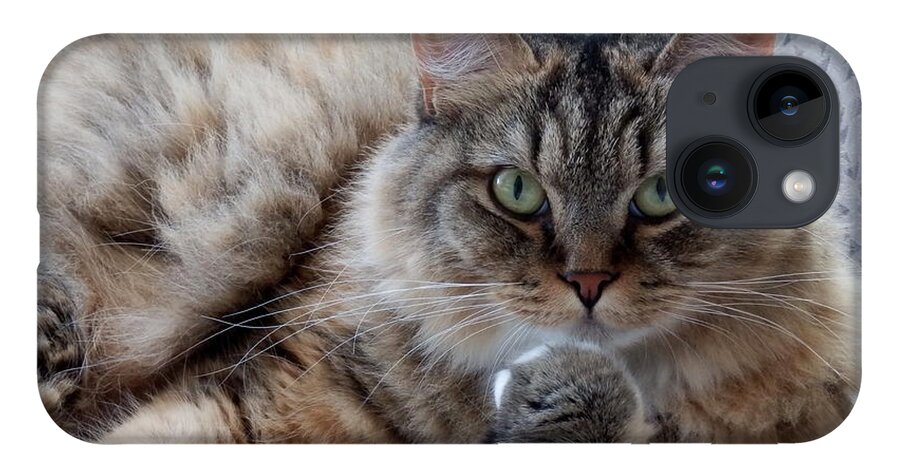 Cat iPhone Case featuring the photograph What Did You Say? by Marcia Lee Jones
