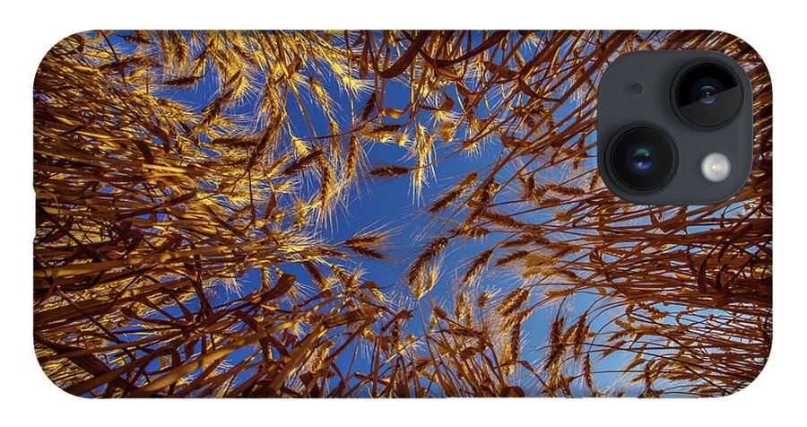 Wheat Bug's Eye Fisheye Barley Grain Sky Looking Up Blue Gold Nd North Dakota Farming Agriculture Harvest Golden Amber Waves iPhone Case featuring the photograph Wheat - Bugs eye view by Peter Herman