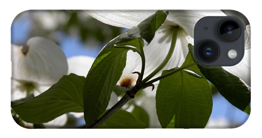 White iPhone 14 Case featuring the photograph White Dogwood by Kathleen Gauthier