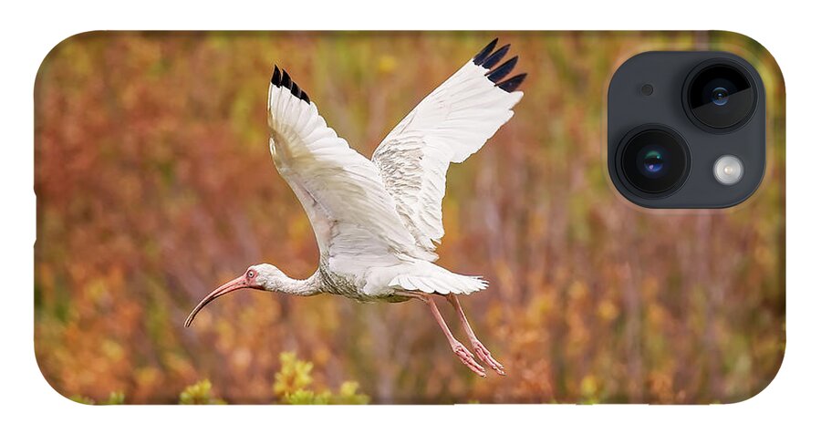 Albus iPhone Case featuring the photograph White Ibis in Hilton Head Island by Peter Lakomy