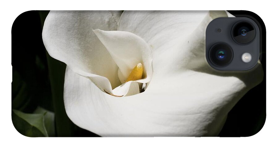 Granger Photography iPhone 14 Case featuring the photograph White Lily by Brad Granger