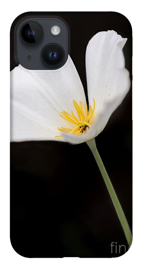 Poppy iPhone 14 Case featuring the photograph White Mexican Gold Poppy by Tamara Becker