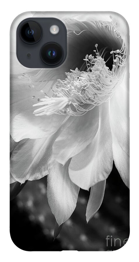 Night Blooming Cactus iPhone 14 Case featuring the photograph White Night Blooming Cactus by Tamara Becker