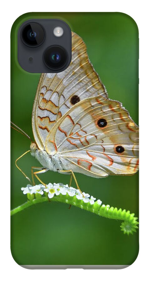 Butterfly iPhone 14 Case featuring the photograph White Peacock Butterfly on Small White Flowers by Artful Imagery