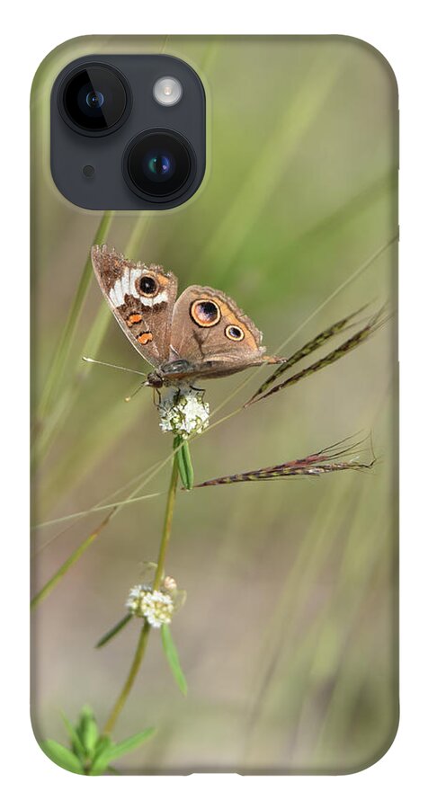 Butterfly iPhone 14 Case featuring the photograph Buckeye Butterfly Resting on White Flowers by Artful Imagery