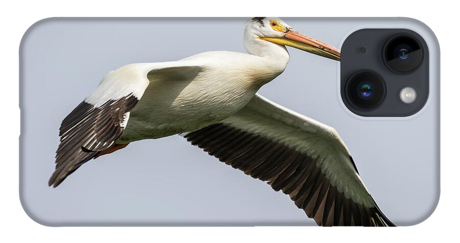 American White Pelican iPhone Case featuring the photograph White Pelican 2016-1 by Thomas Young