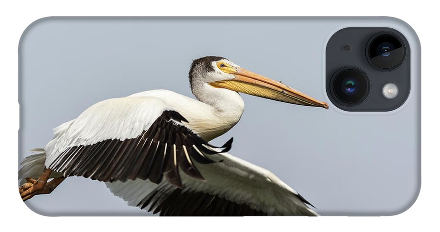 American White Pelican iPhone 14 Case featuring the photograph White Pelican 2016-4 by Thomas Young