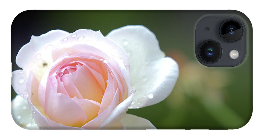 Rose iPhone 14 Case featuring the photograph White rose by Agnes Caruso
