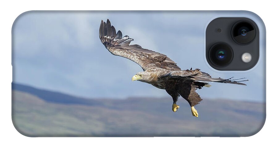 White-tailed Eagle iPhone Case featuring the photograph White-Tailed Eagle On Mull by Pete Walkden