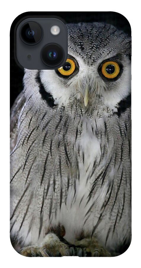 Owl iPhone 14 Case featuring the photograph Who 'Dat? by Steve Parr