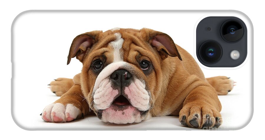Bulldog iPhone 14 Case featuring the photograph Who loves ya Baby? by Warren Photographic