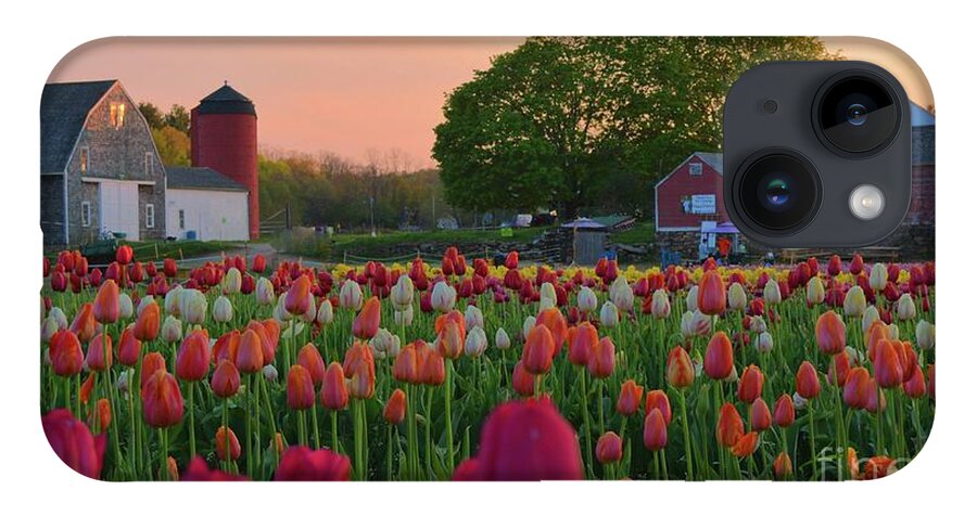 Tulips iPhone 14 Case featuring the photograph Wicked Awesome Tulips 16x9 by Tammie Miller