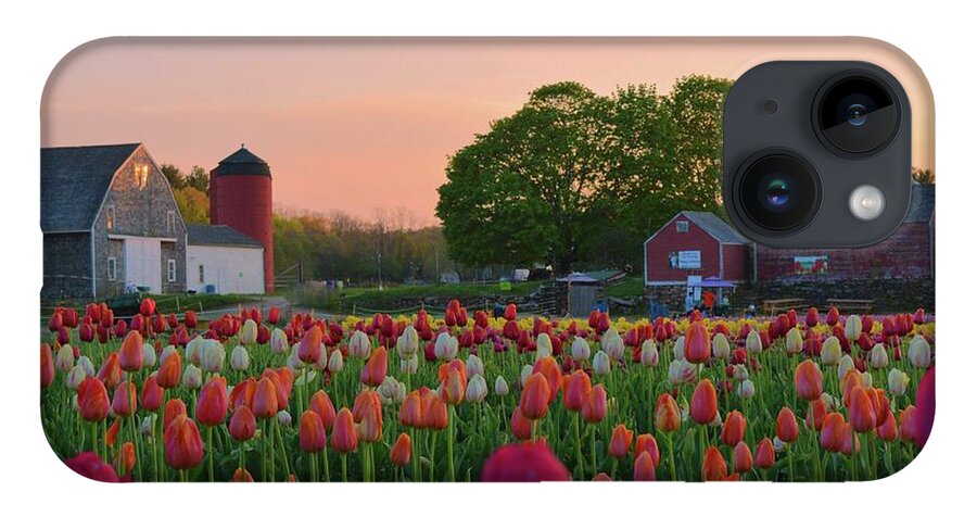 Tulips iPhone 14 Case featuring the photograph Wicked Awesome Tulips by Tammie Miller
